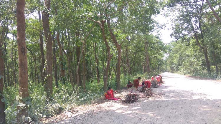 झरीमा काठ तस्करी !
