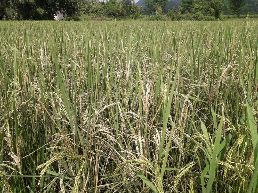 सर्लाहीमा जताततै धानको बाला सुक्ने रोग, किसान चिन्तित