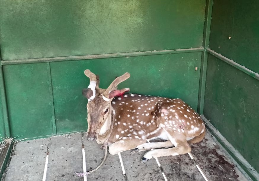 बस्तीमा छिरेको हरिणको उद्धार