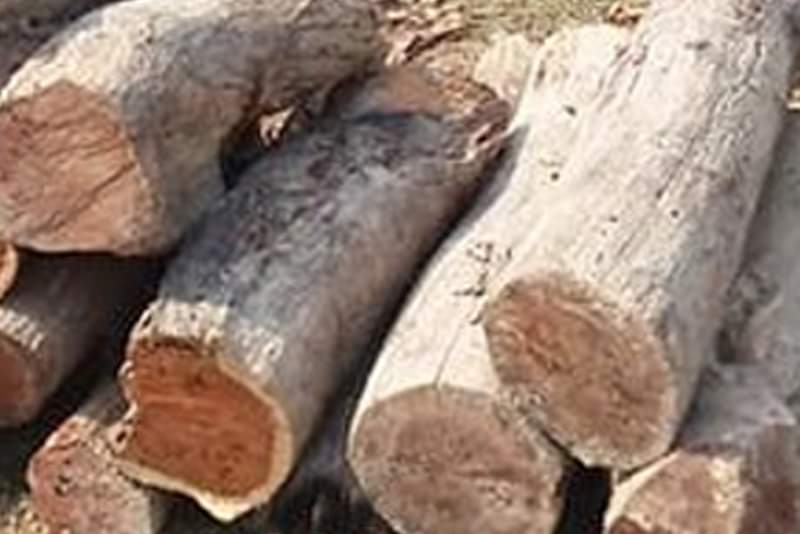 घुर्काैलीबाट सालको गोलिया बरामद