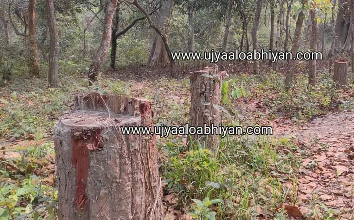 जानकीनगर वन फँडानी काण्ड : जानकीनगर र मुर्तियाका वन कर्मचारी तानिए