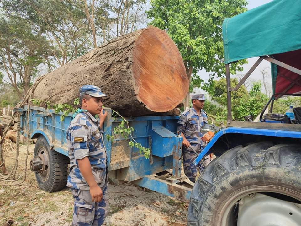 सशस्त्रद्वारा ´बडेमान`काे सालकाे टुना बरामद्