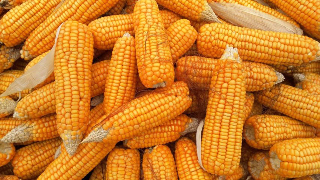 मकैमा पुड्का र थोते घोगा, उत्पादन घट्दा किसान चिन्तित