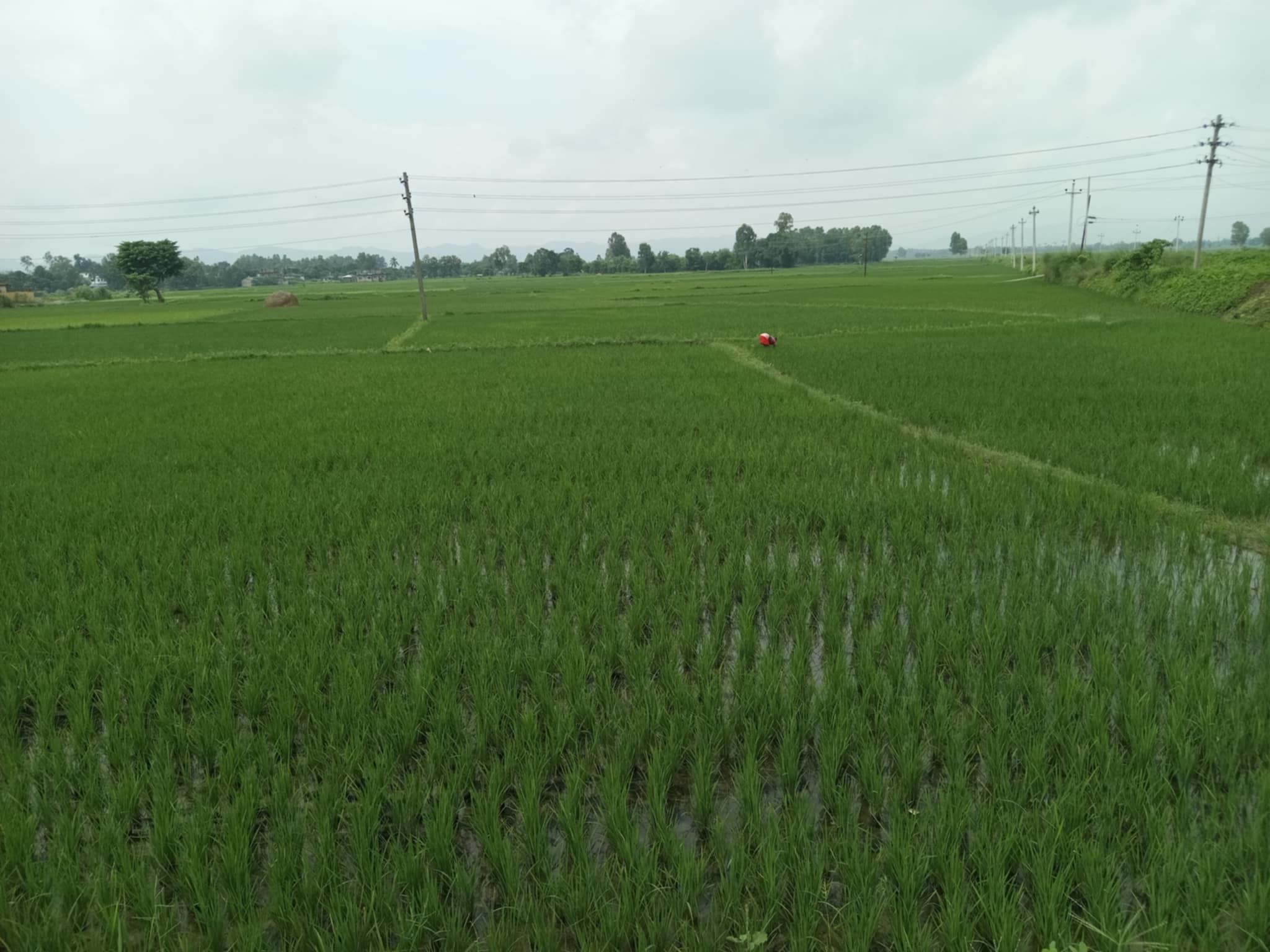 हरियो भयो धान, किसान हर्षित