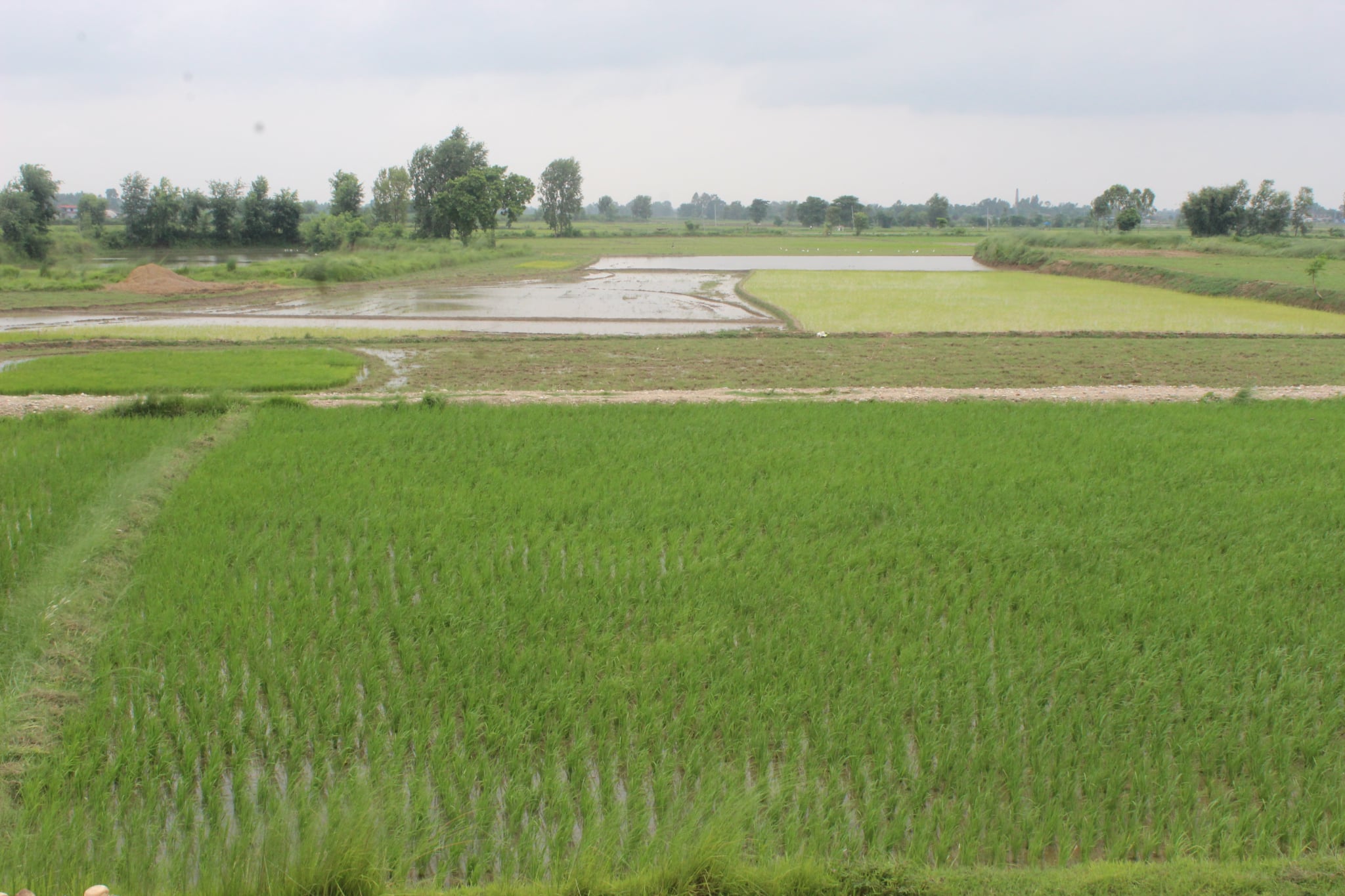 पानी पर्न रोकियो, दक्षिणी भेगमा यो पटक पनि कम वर्षा