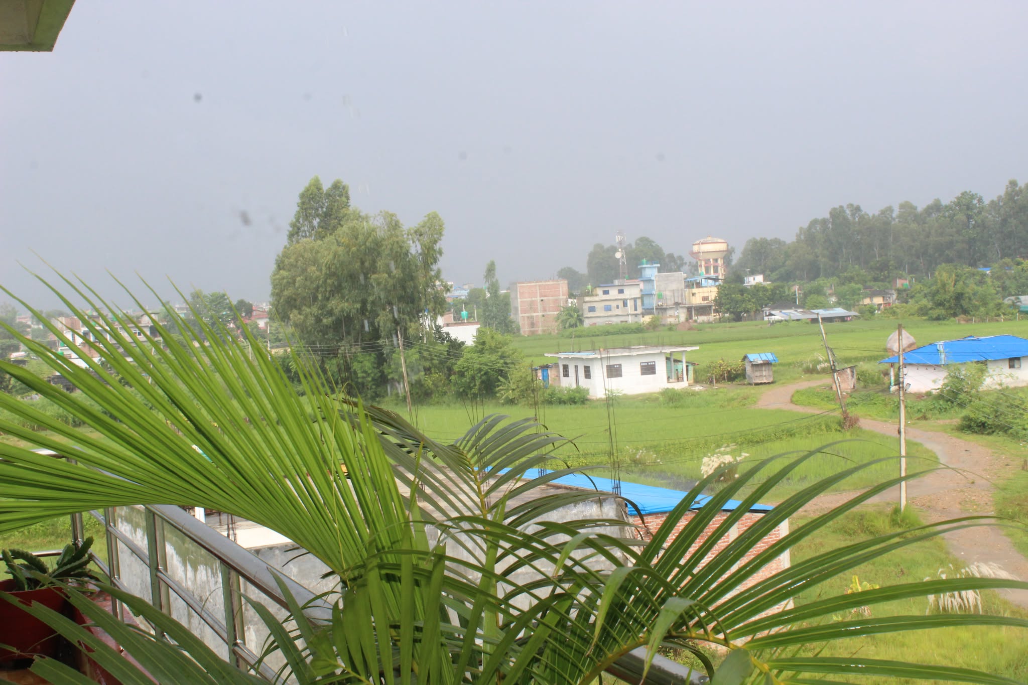 वर्षा र मौसम बदलीपछि शित्तलता