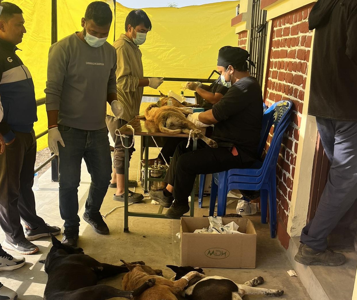 हरिवनमा ६५ सामुदायिक कुकुरको बन्ध्याकरण