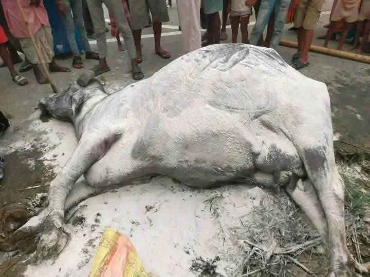 करेन्ट लागेर भैँसी मर्यो
